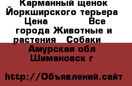 Карманный щенок Йоркширского терьера › Цена ­ 30 000 - Все города Животные и растения » Собаки   . Амурская обл.,Шимановск г.